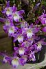 Dendrobium of my garden from Taiwan-neo_img_dsc04375-jpg