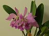 My C.jenmanii-orchids-118-jpg