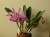 My C.jenmanii-orchids-119-jpg