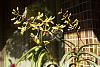 Dendrobium of my garden from Taiwan-neo_img_dsc04746-jpg