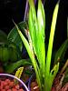 Zygopetalum spike randomly dead?-imageuploadedbytapatalk1392153616-313004-jpg