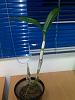 New to Orchids and some question.-02122014522-jpg