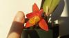 What is this cattleya?-mini_catt-jpg