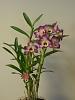 Den Noid in bloom-orchids-208-jpg