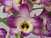 Den Noid in bloom-orchids-215-jpg