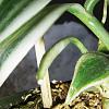 Vanilla planifolia bud I hope-vvine3-jpg