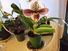 New noID Paph-2014-03-13-18-47-00-jpg