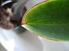 New noID Paph-2014-03-19-14-58-06-jpg