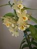 No ID dendrobium-2014-03-13-14-34-41-jpg