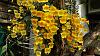 Dendrobium of my garden from Taiwan-dsc09338-jpg