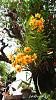 Dendrobium of my garden from Taiwan-neo04-jpg