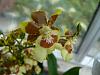 Need help identifying an Oncidium-mtdm-green-valley-fragrant_86s-jpg