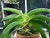 Angraecum leonis blast-angcm-leonis-spikes-jpg