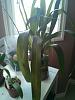 Oncidium Questions-2014-05-16-17-12-35-jpg