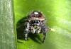 Striped Jumping Spider-img_1797-1-jpg