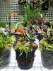 Cool growing 'orchidarium'-20140525_192106-jpg