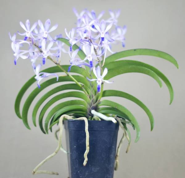 Neostylis Lou Sneary 'Bluebird' - Orchid Board Galleries