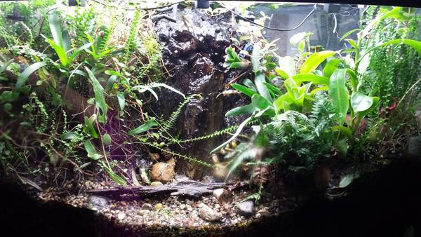 New orchid tank setup - Orchid Board - Most Complete Orchid Forum on ...