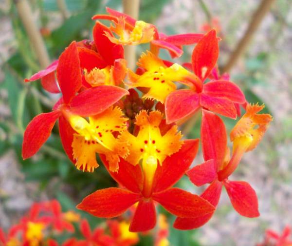 Large Red Epidendrum Noids - Orchid Board - Most Complete Orchid Forum ...